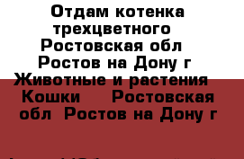 Отдам котенка трехцветного - Ростовская обл., Ростов-на-Дону г. Животные и растения » Кошки   . Ростовская обл.,Ростов-на-Дону г.